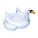 Beach swan